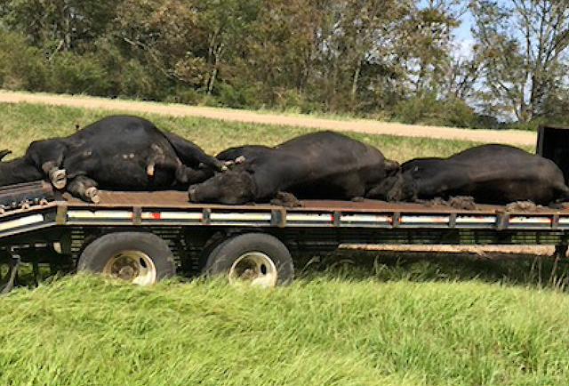 dead cattle.jpg thumbnail